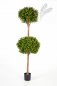 Preview: BOXWOOD DOUBLE BALL TREE 43905N
