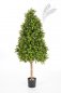Preview: BOXWOOD TOWER TREE 44105N