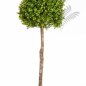 Preview: BOXWOOD BALL TREE 44304N