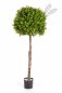 Preview: BOXWOOD BALL TREE 44304N