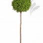 Preview: BOXWOOD BALL TREE 44306N