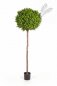 Preview: BOXWOOD BALL TREE 44306N