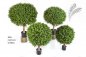 Preview: BOXWOOD BALL 50 cm 44550N