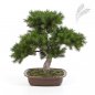 Preview: PINE BONZAI 48CM W/BROWN POT 48cm 46002N