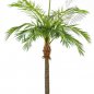 Preview: M GIANT PHOENIXPALM 46842N
