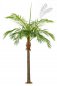 Preview: M GIANT PHOENIXPALM 46842N