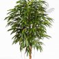 Preview: ROYAL LONGIFOLIA LIANA TREE 48306N