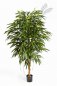 Preview: ROYAL LONGIFOLIA LIANA TREE 48306N