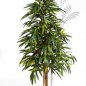 Preview: NATURAL ROYAL LONGIFOLIA 48406N