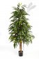 Preview: NATURAL ROYAL LONGIFOLIA 48406N