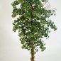 Preview: SWEET GINKGO FOREST TREE 52407N