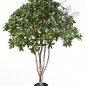 Preview: EUONYMUS JAPONICUS TREE 52604N