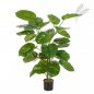 Preview: POTHOS PLANT GIANT LEAF 52904N