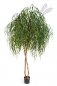 Preview: WILLOW TREE 56208N