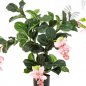 Preview: MEDINILLA PLANT X 4 56402N