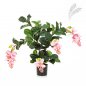 Preview: MEDINILLA PLANT X 4 56402N