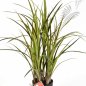 Preview: NATURAL GRASS 75CM 5927N