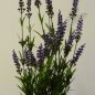 Preview: Lavender Bush X19 - Purple 52cm 5935PU