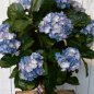 Preview: HYDRANGEA BALL DE LUXE 6250BL