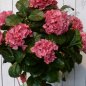 Preview: HYDRANGEA BALL DE LUXE 6250RS