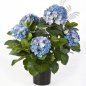 Preview: HYDRANGEA BUSH DE LUXE BLUE 6252BL