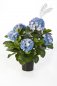 Preview: HYDRANGEA BUSH DE LUXE BLUE 6252BL