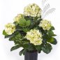 Preview: HYDRANGEA BUSH DE LUXE GREENCREAM 6252GR/CR