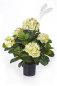 Preview: HYDRANGEA BUSH DE LUXE GREENCREAM 6252GR/CR