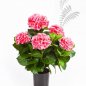 Preview: HYDRANGEA BUSH DE LUXE ROSE 6252RS