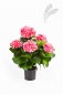 Preview: HYDRANGEA BUSH DE LUXE ROSE 6252RS