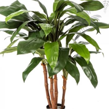 Preview: Cordyline Bush Tree 90cm 1006N
