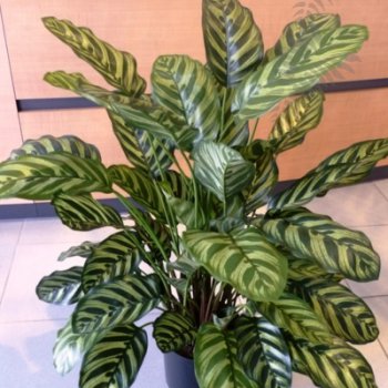 Preview: GREEN CALATHEA X 65 1014N