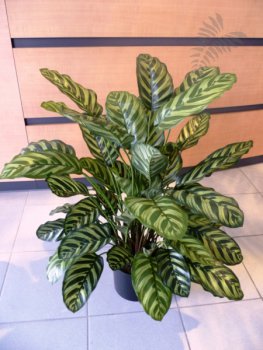 GREEN CALATHEA X 65 1014N