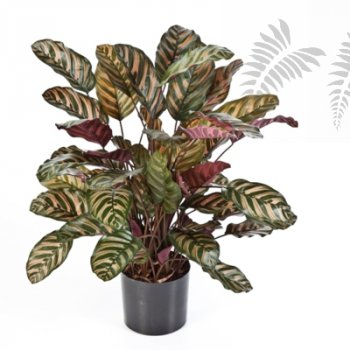 Preview: RED CALATHEA X 65 W/P 1015N