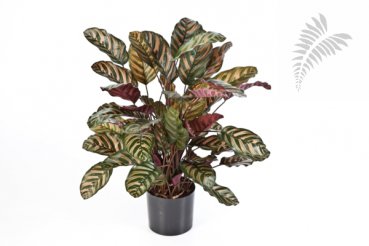 RED CALATHEA X 65 W/P 1015N