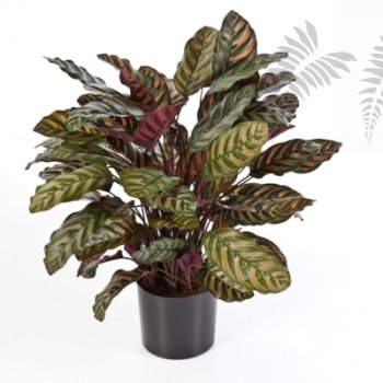 Preview: RED CALATHEA X 88 W/P 1015XL