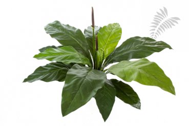 Jungle King Anthurium 84cm 1020N