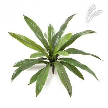 ASPLENIUM FERN X 16 LVS 1022N