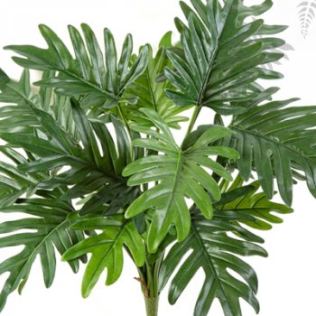 Preview: PHILODENDRON SELLOUM X 16 1024N