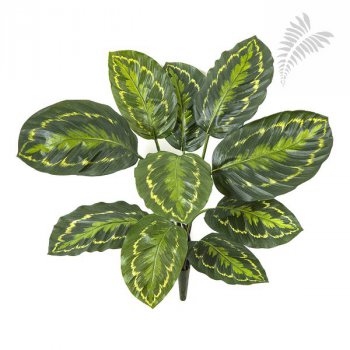 CALATHEA ROSEOPICTA GREEN 1026N