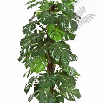 Preview: Split Philo Deliciosa 60cm 1028N