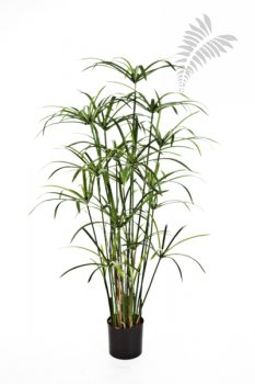 Royal Papyrus Plant 125cm 1030N