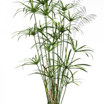 Preview: Royal Papyrus Plant 155cm 1030XL