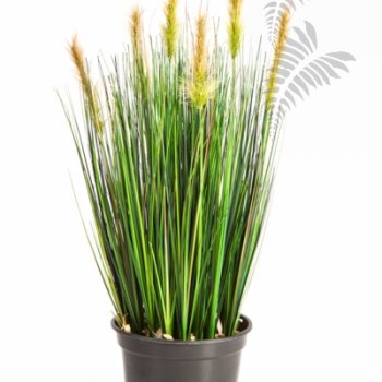 Preview: FOXTAIL GRASS W/GREEN FL 1040S
