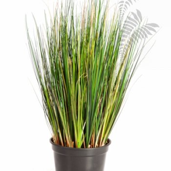 Preview: FOXTAIL GRASS 60cm 1040X