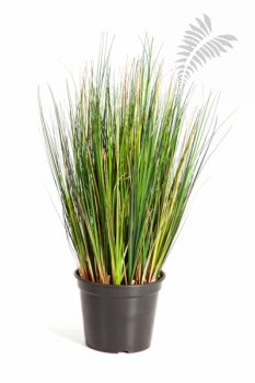 FOXTAIL GRASS 60cm 1040X