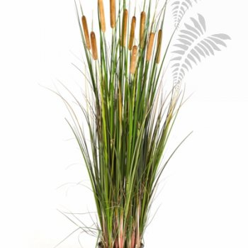 Preview: CATTAIL GRASS W/BROWN FL 1042B