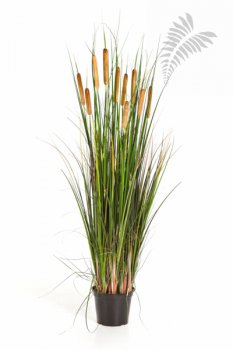 CATTAIL GRASS W/BROWN FL 1042B