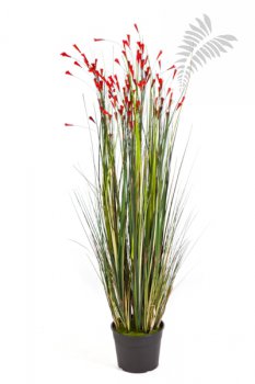 CORAL GRASS W/RED FLOWERS 1046R