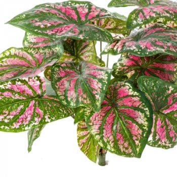 Preview: Caladium Bush X 7 Pink 34cm 1063PK